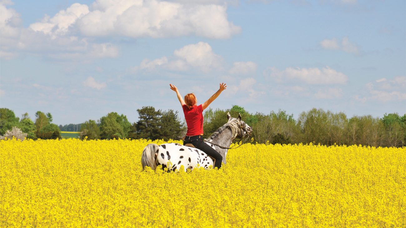 Reiterin inmitten eines Rapsfeldes in Schweden.