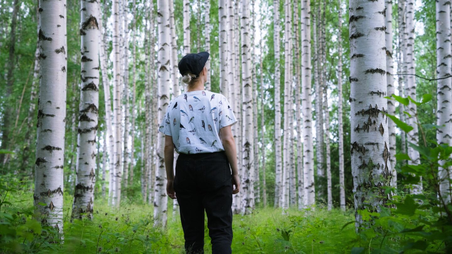 Birkenwald in Finnland © Jukka Paakinen