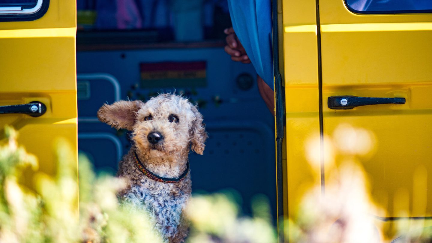 Hund sitzt in einem Wohnmobik