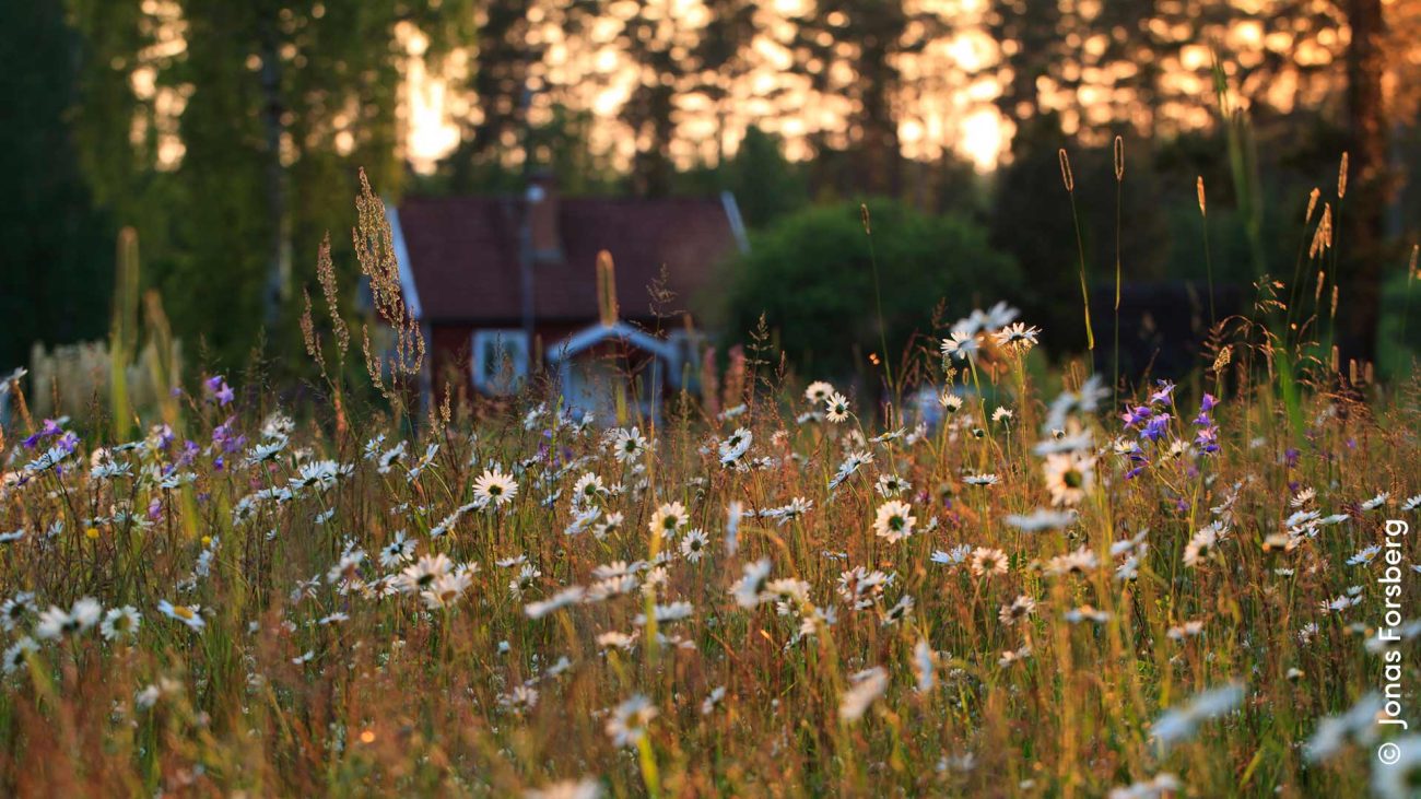 Mittsommernacht in Schweden 