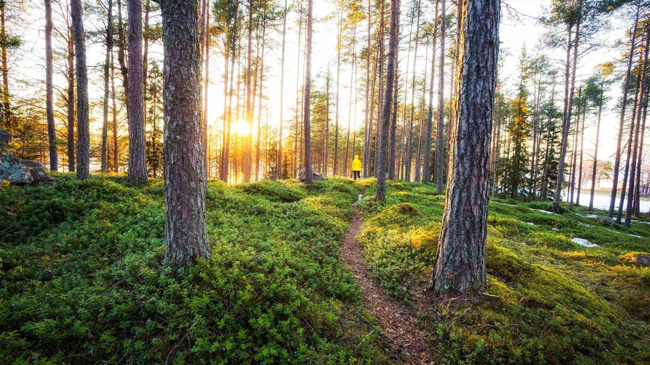 Wald mit frischem grünen Moos in Finnland im Sonnenaufgang