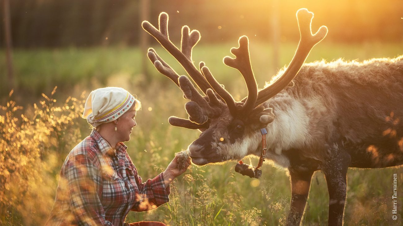 Frau streichelt ein Rentier in Finnland. 