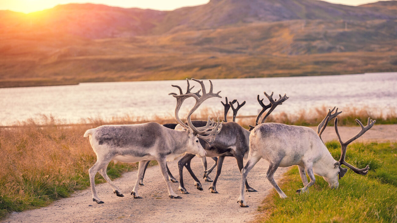 Rendieren in Salla in Finland