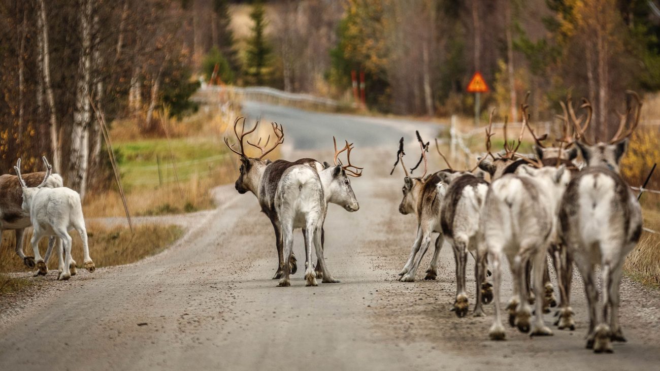 Verkeershindernissen met vacht in Lapland