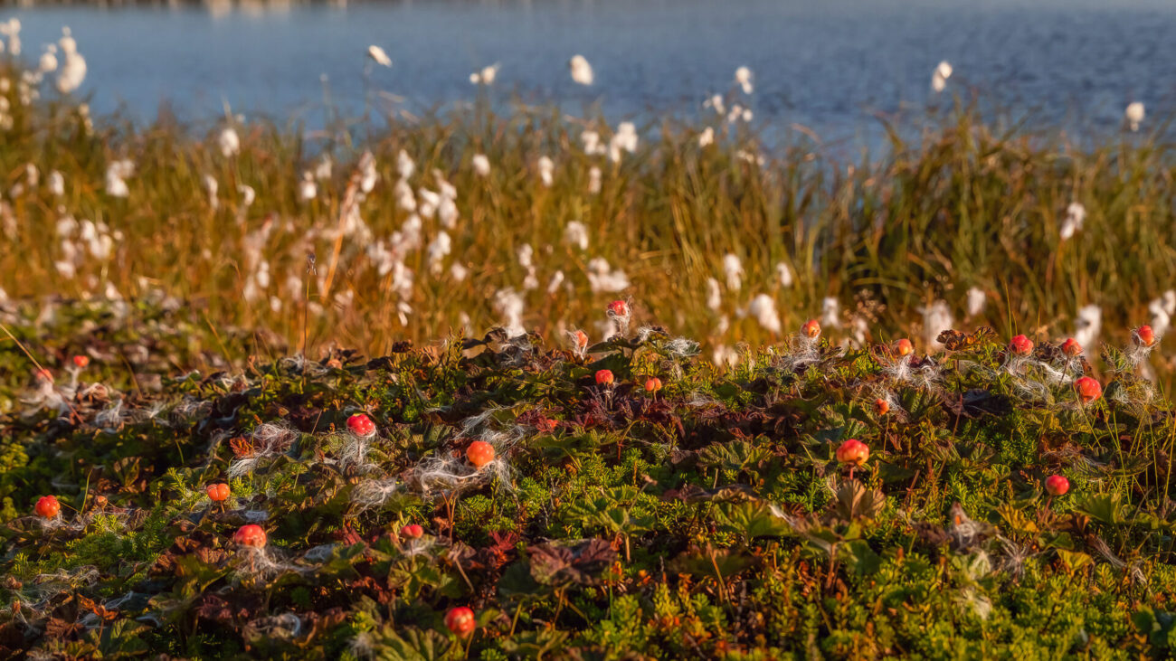 Beeren auf dem Waldboden in Finnland