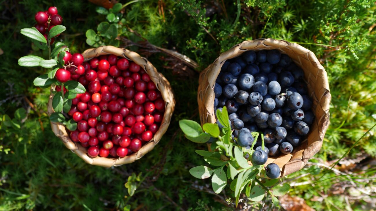 Zwei Flechtkörbe mit selbstgepflückten Preisel- und Blaubeeren.