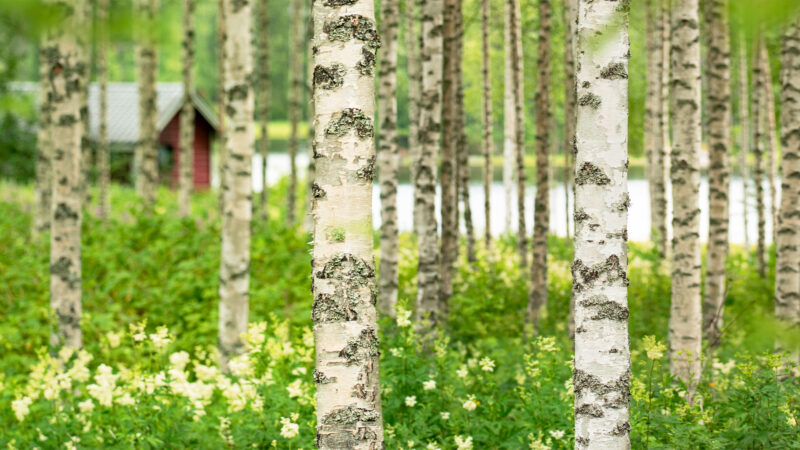 Finnisches Ferienhaus im Wald im Frühling